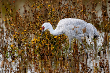 Lesser sandhill cranes in the Merced National Wildlife Refuge