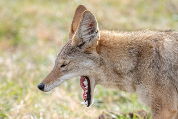 Juvenile coyote yawning showing perfect white teeth