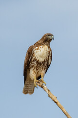 red-shouldered hawk perched on tree branch