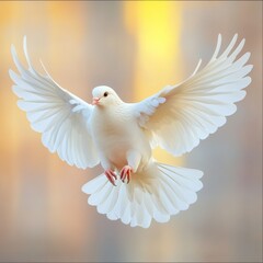 Obraz premium White dove in flight, wings spread wide, soft background.