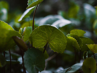 Green leaves