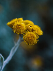 Close up of a yellow flower