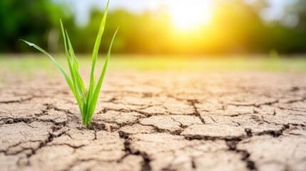 Young Plant Sprouting Through Cracked Earth Drought Nature