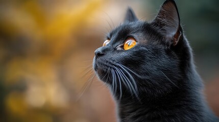 a black cat with orange eyes