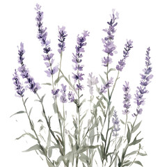 Fototapeta premium Watercolor chinese summer flowers clipart vintage lavender design classic transparent floral art