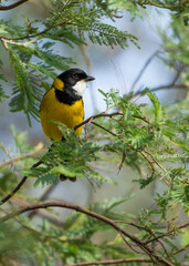 Australian Golden Whistler