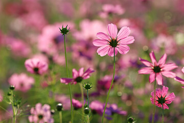 Fototapeta premium Colorful cosmos flowers blooming in the garden.