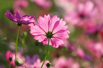 Obraz premium Colorful cosmos flowers blooming in the garden.