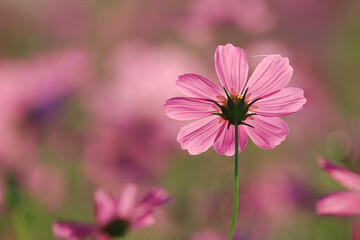 Obraz premium Colorful cosmos flowers blooming in the garden.