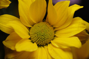 yellow flowers in the garden