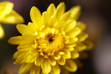 Close up of yellow flower as background