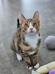 An Indonesian domestic cat with a sleek coat and playful personality, lounging in a sunny spot. Perfect for pet photography, showcasing the charm and beauty of local feline companions at home.
