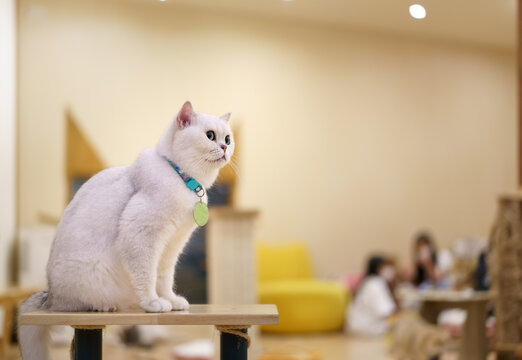 white fluffy young cat sitting on wooden table chair wearing blue neck strap or collar and blank green hanging sign or tag at home or cat cafe for cute pet and animal background with many children