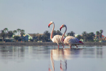 African wild birds. Two great flamingos on the blue lagoon in the morning