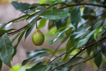 Nutmeg
Plant