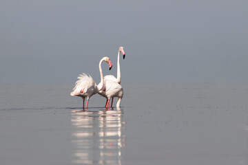 African wild birds. Two great flamingos on the blue lagoon in the morning