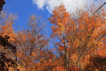 Fototapeta premium 楓