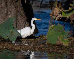 Great White Egret amongst Cypress trees in Caddo Lake, Texas