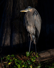 Great Blue Heron amongst Cypress trees in Caddo Lake, Texas