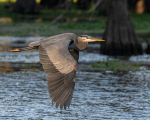 Great Blue Heron amongst Cypress trees in Caddo Lake, Texas