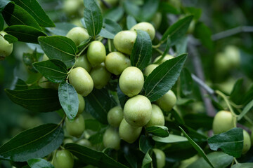 The green jujube tree is full of jujube fruit