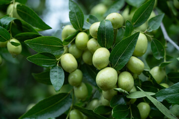 The green jujube tree is full of jujube fruit