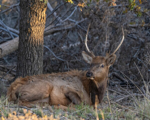 A young Bull Elk bedded down in the Wichita Mountains