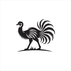 rooster isolated on white background