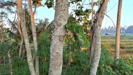 Close-up view of tree trunks of trees which have smooth, light-colored bark and lush green foliage