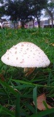 White mushroom and green grass