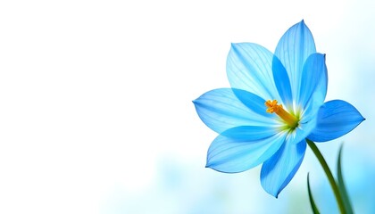 Naklejka premium blue flowers on white background