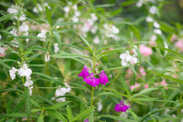 Fototapeta premium Beautiful flowers in Burma Impatiens balsamina, commonly known as balsam or garden balsam, are colorful and come in shades of pink, white, and purple. Photographed with a high-resolution camera.