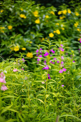 Beautiful flowers in Burma Impatiens balsamina, commonly known as balsam or garden balsam, are colorful and come in shades of pink, white, and purple. Photographed with a high-resolution camera.
