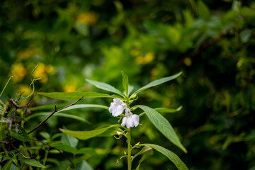 Beautiful flowers in Burma Impatiens balsamina, commonly known as balsam or garden balsam, are...