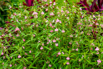 Beautiful flowers in Burma Impatiens balsamina, commonly known as balsam or garden balsam, are colorful and come in shades of pink, white, and purple. Photographed with a high-resolution camera.