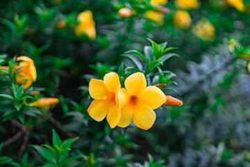 The yellow bell flower in Burma, Allamanda cathartica or Golden Trumpet Flower, is a beautiful golden yellow flower with bright green leaves.