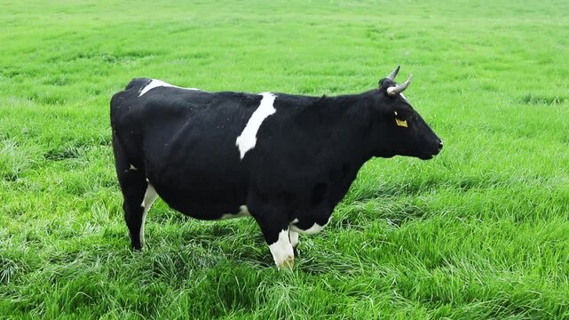 Black and white cows in a green lawn