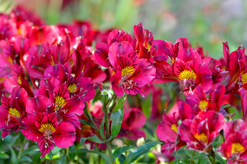 Obraz premium Fleurs dans un jardin