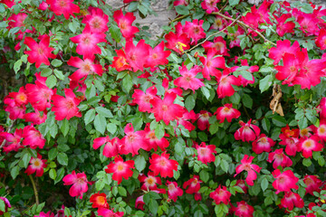 Fototapeta premium Fleurs dans un jardin