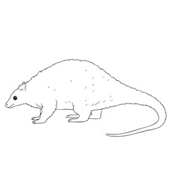 Armadillo  line art vector on white background