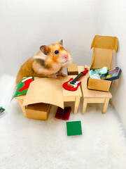 Cute Syrian hamster wrapping Christmas presents 