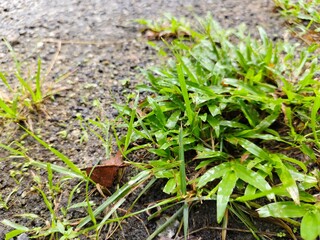 Close-Up View of Lush Grass Growing on Moist Soil