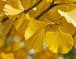 Obraz premium golden ginkgo leaves on the ground