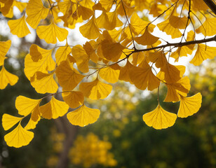 Obraz premium golden ginkgo leaves on the ground
