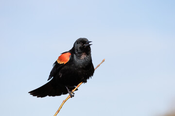 blackbird on a branch.
