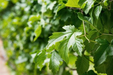 Obraz premium Glossy Botanical Aesthetic of Isolated Fresh Green Vine Leaves