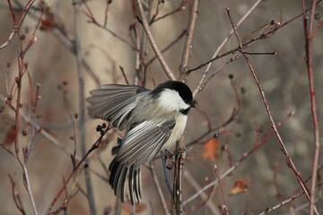 Open Wings Of A Chickadee, Whitemud Park, Edmonton, Alberta