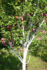 Plum fruits ripening on tree branches