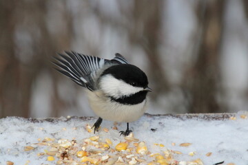 Little Chickadee In The Snow