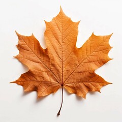 Obraz premium golen leaf , Isolated white background, flat lay